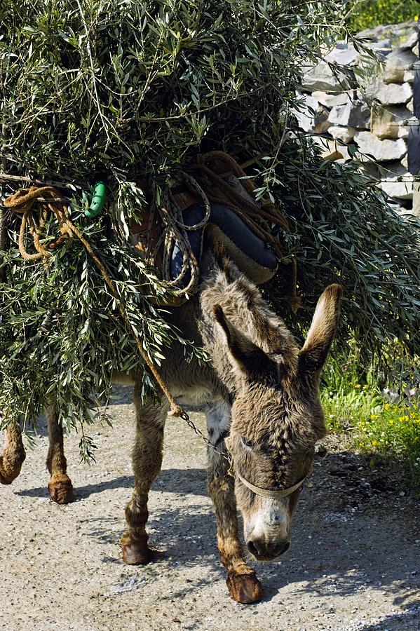 Greek Photograph - Donkey Carrying Olive Branches by Bob Gibbons