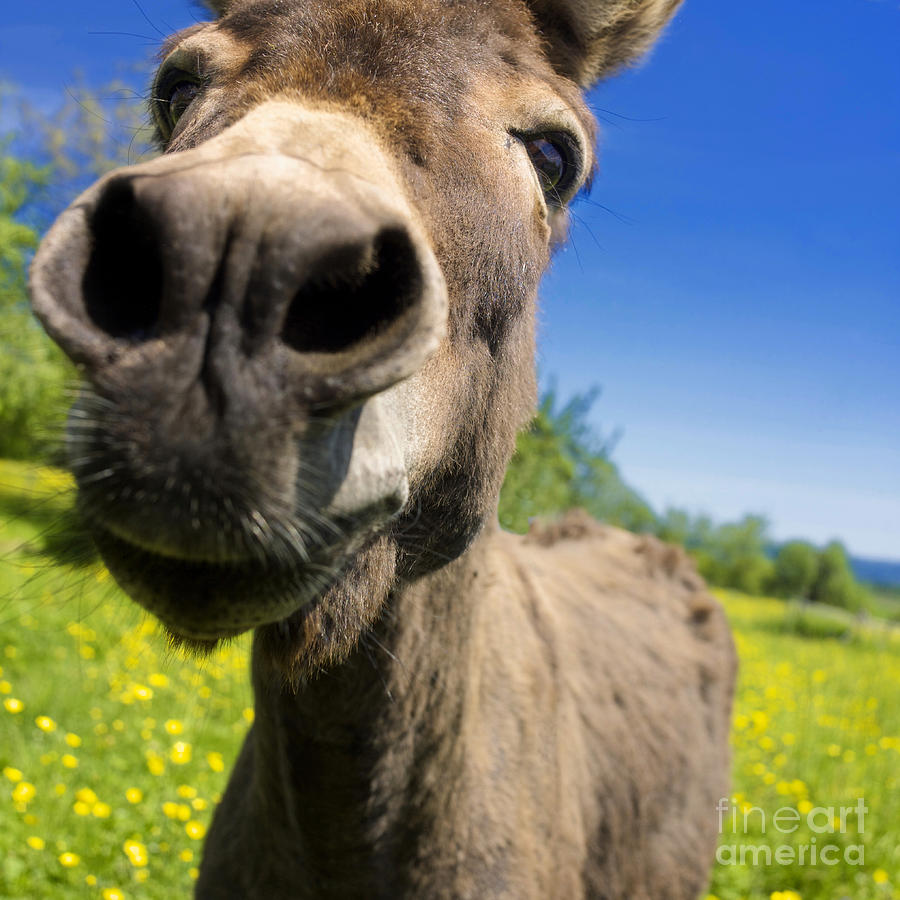Wildlife Photograph - Donkey. Closeup by Bernard Jaubert