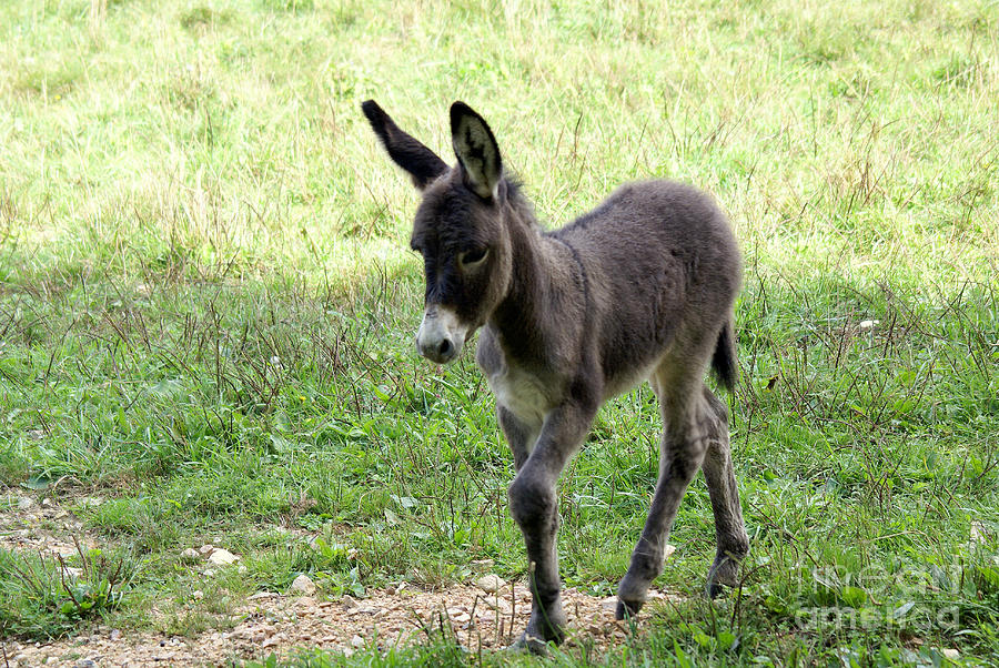 Donkey Colt Photograph