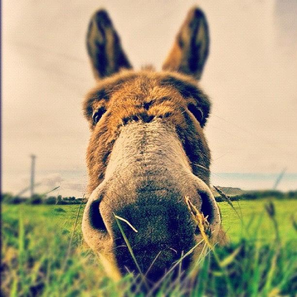 Nature Photograph - Donkey In Dingle, Co. Kerry, Ireland by Magda Nowacka