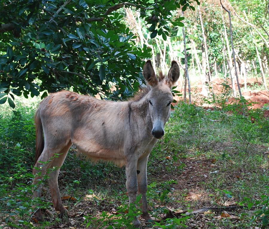 Donkey Jamaican Photograph by John Powell