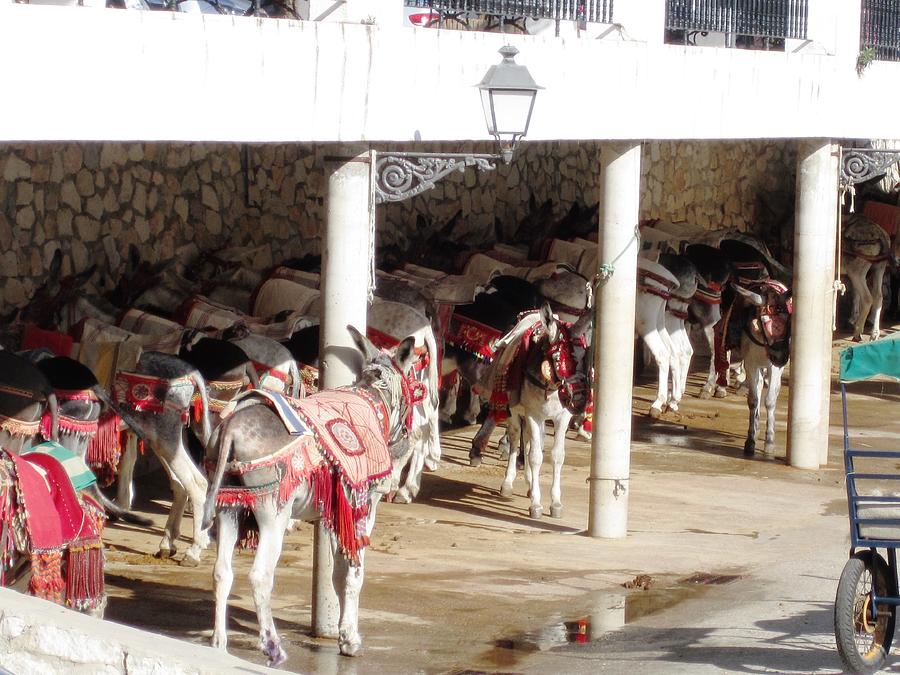 Donkey Row in Mijas Spain Photograph by John Shiron