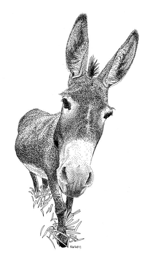 Donkey Drawing by Scott Woyak