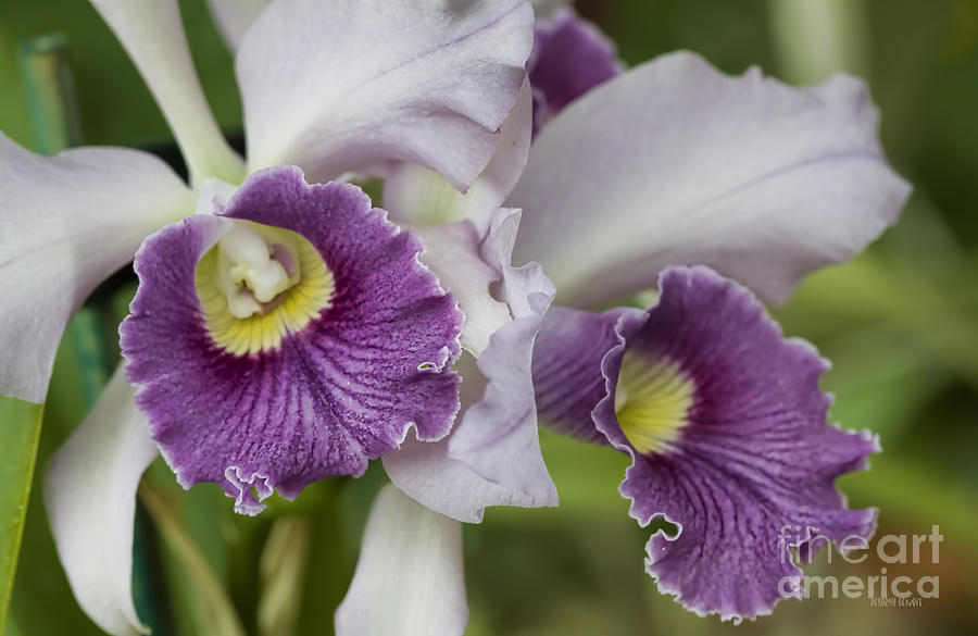 Dons Orchids Photograph by Deborah Benoit