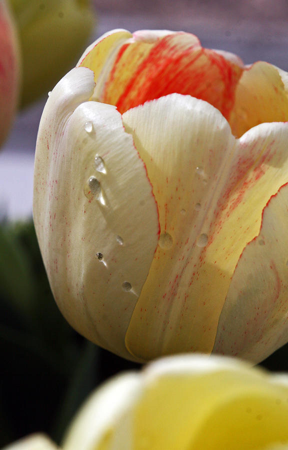 Tulip Photograph - Dont Cry For Me by Kenric A Prescott