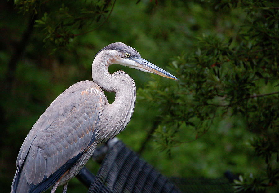 Dont Fence Me In - Blue Heron Photograph by Donna Proctor