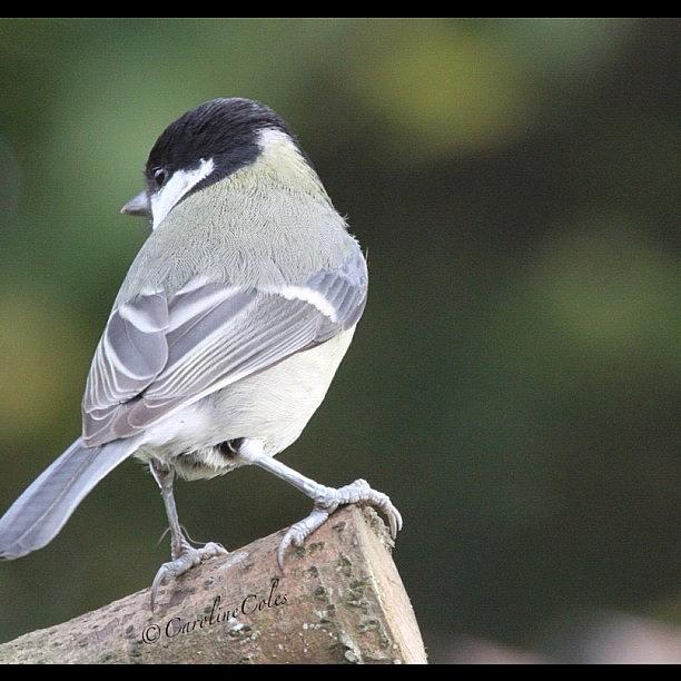 Ornithology Photograph - Dont Look Back! #ornithology by Caroline Coles