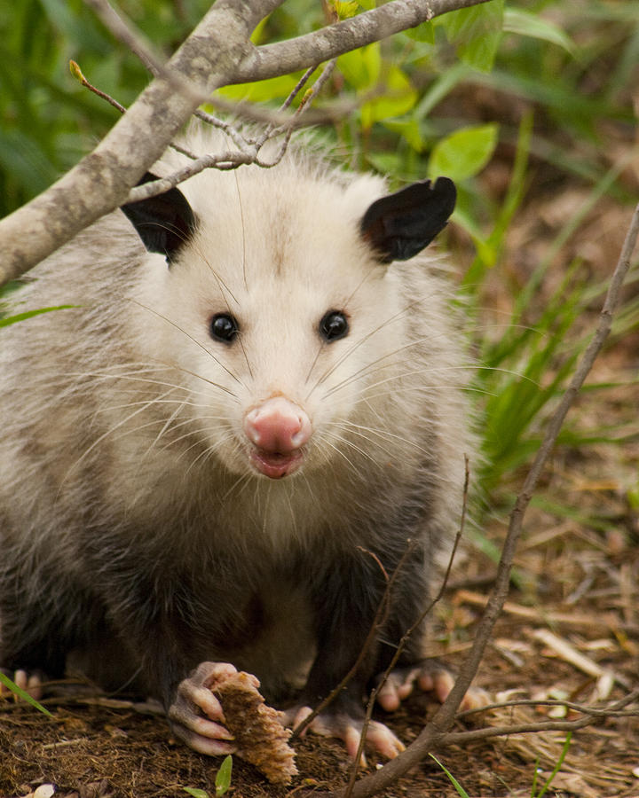 Dont Mess With Me Opossum Photograph by Kathy Clark