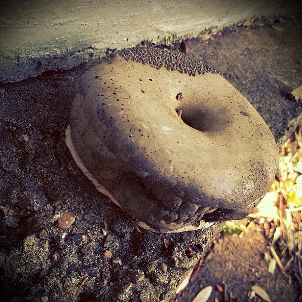 Donut Photograph - #donut #teeth #concrete #modern #art by Mark Weldon