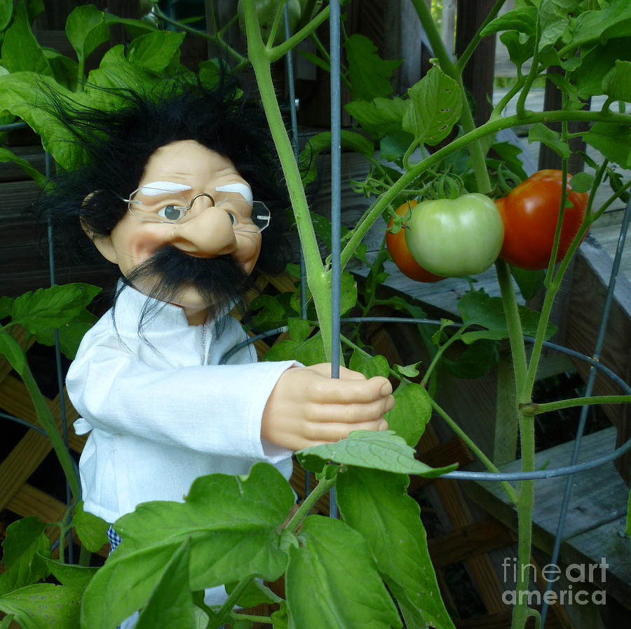 Dorf Chef Doll with Tomatoes Photograph by Renee Trenholm