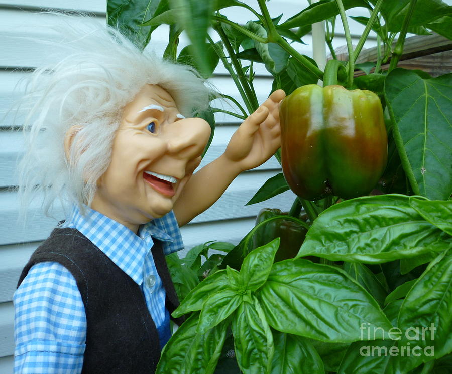 Dorf Grandpa Doll Picking Bell Peppers Photograph by Renee Trenholm