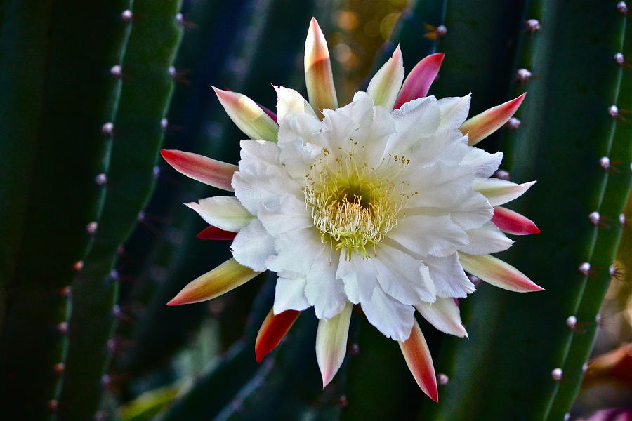 Doris Cactus One Photograph by Diana Hatcher