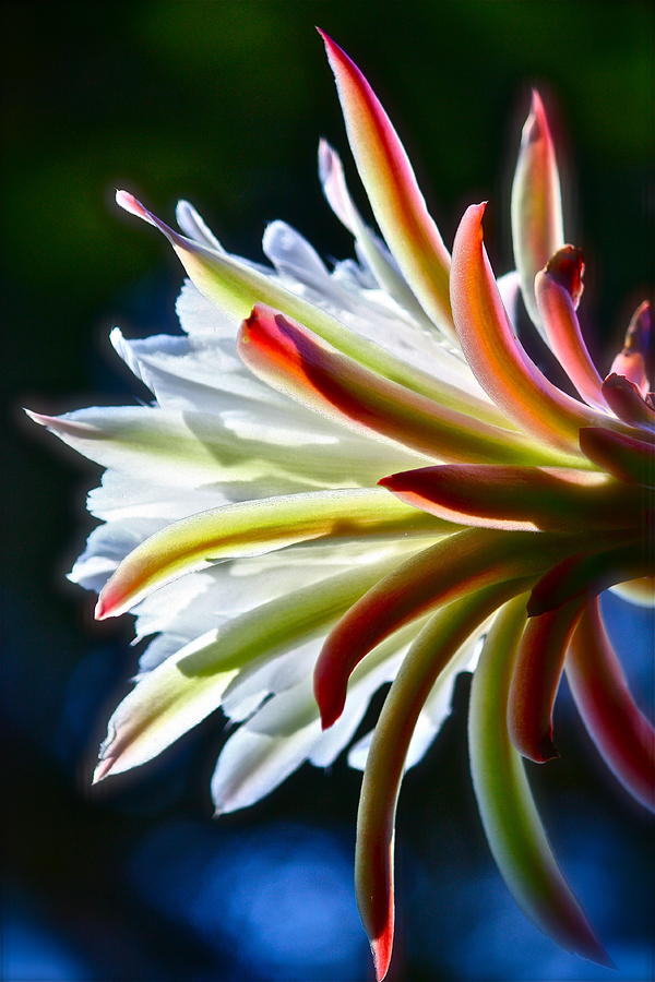 Doris Cactus Three Photograph by Diana Hatcher