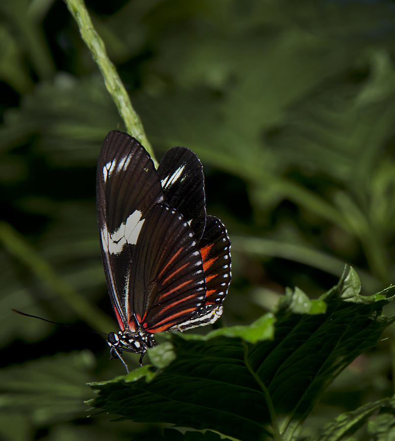 Doris-Heliconius doris-red form Photograph by Robin Webster