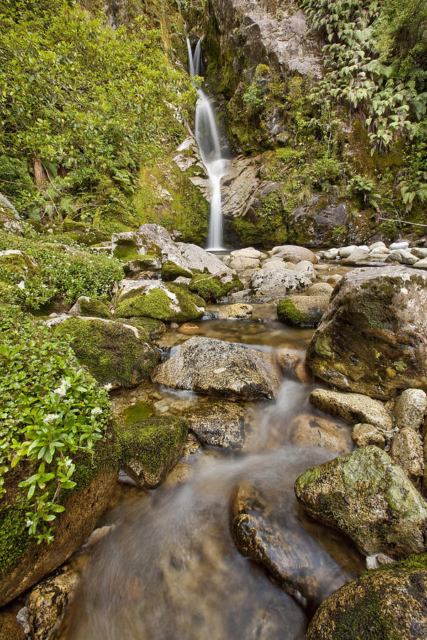 Dorothy Falls Near Lake Kaniere New Photograph by Colin Monteath