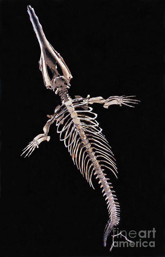 Skeleton Photograph - Dorudon Skeleton by Photo Researchers