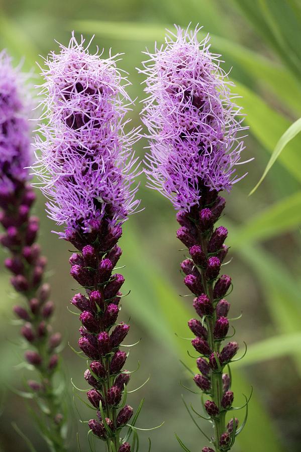 $10 $3.50-$6 —50/100 seeds Details about   dotted blazing star 5 corms Liatris punctata 