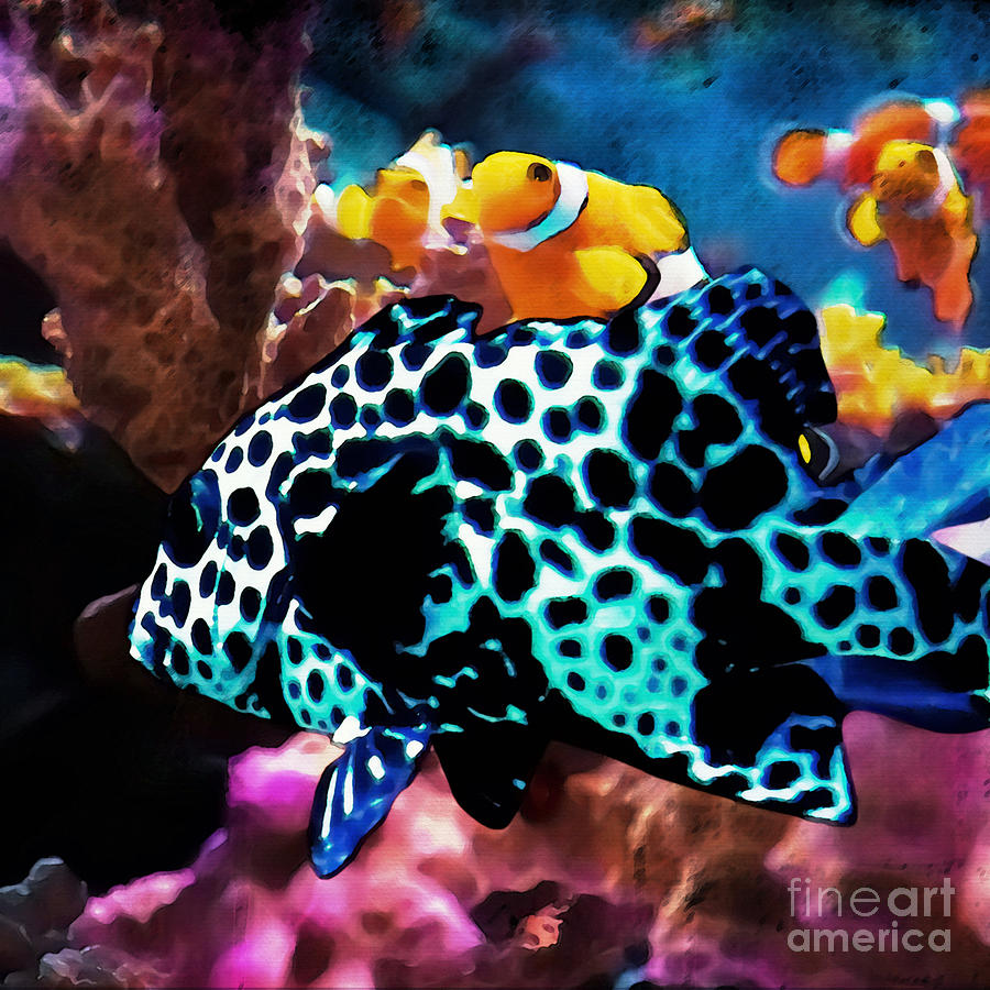 dotty fish reviews