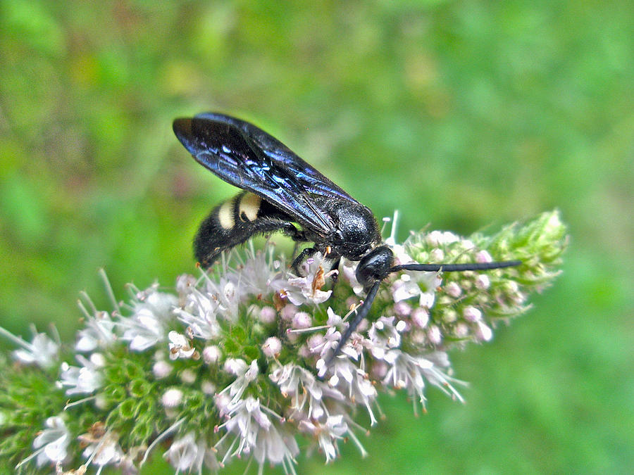 Double-banded Scoliid Wasp on Mint -  Scolia bicincta Photograph by Carol Senske