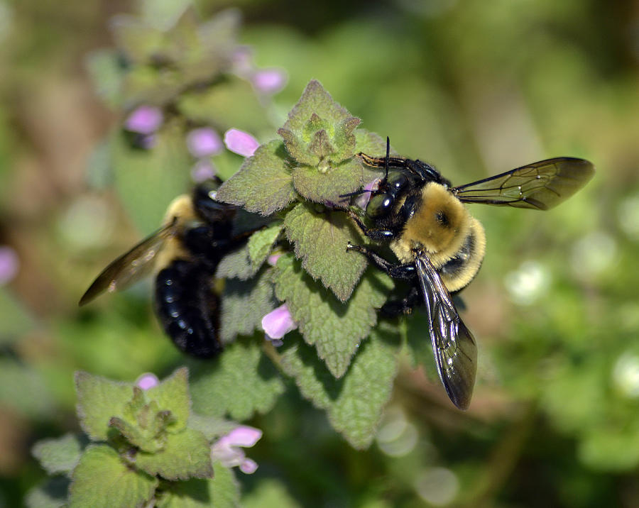 Double bee Photograph by Brian Stevens - Fine Art America