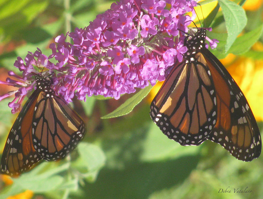 Double Butterflies Photograph by Debra     Vatalaro