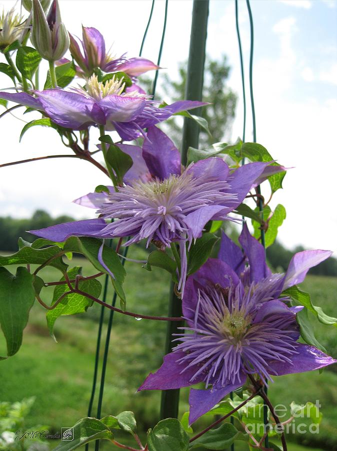 Double Clematis named Crystal Fountain Photograph by J McCombie