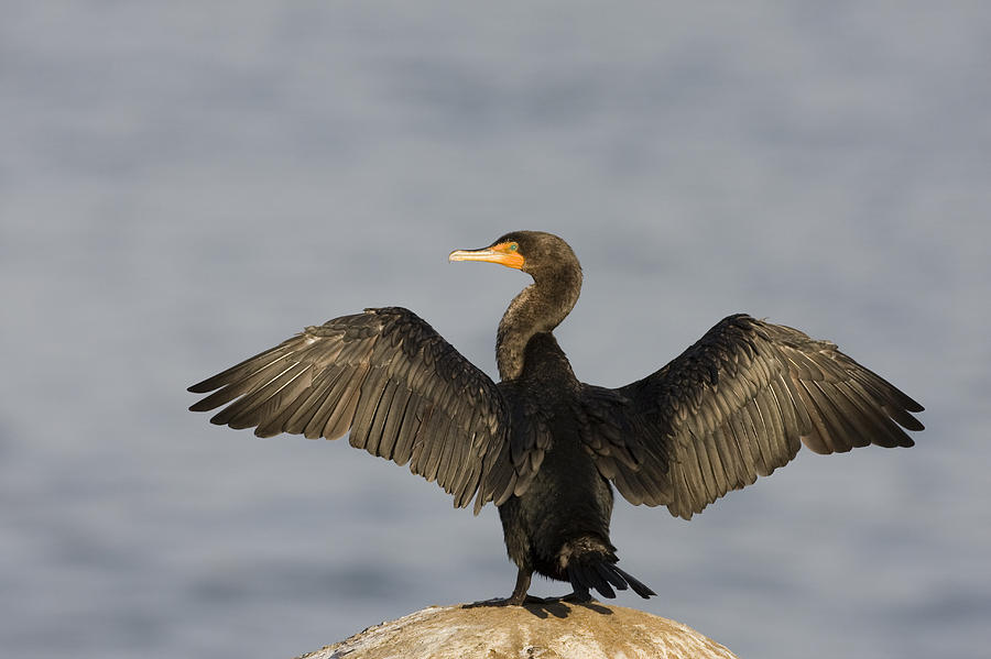 Animal Photograph - Double Crested Cormorant Drying Wings by Sebastian Kennerknecht