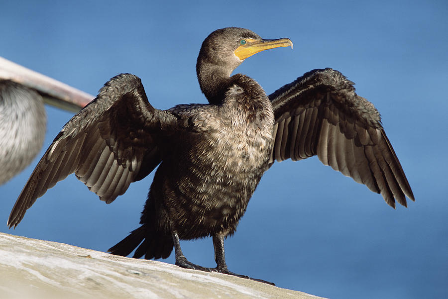 Double Crested Cormorant Drying Wings Photograph by Tim Fitzharris