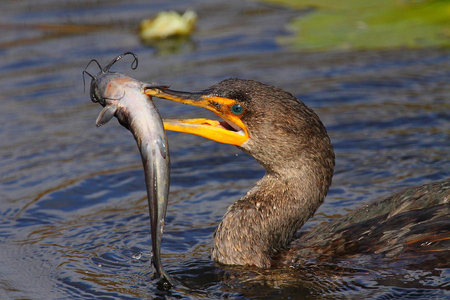 Fish Photograph - Double-crested Cormorant Fishing by Bruce J Robinson