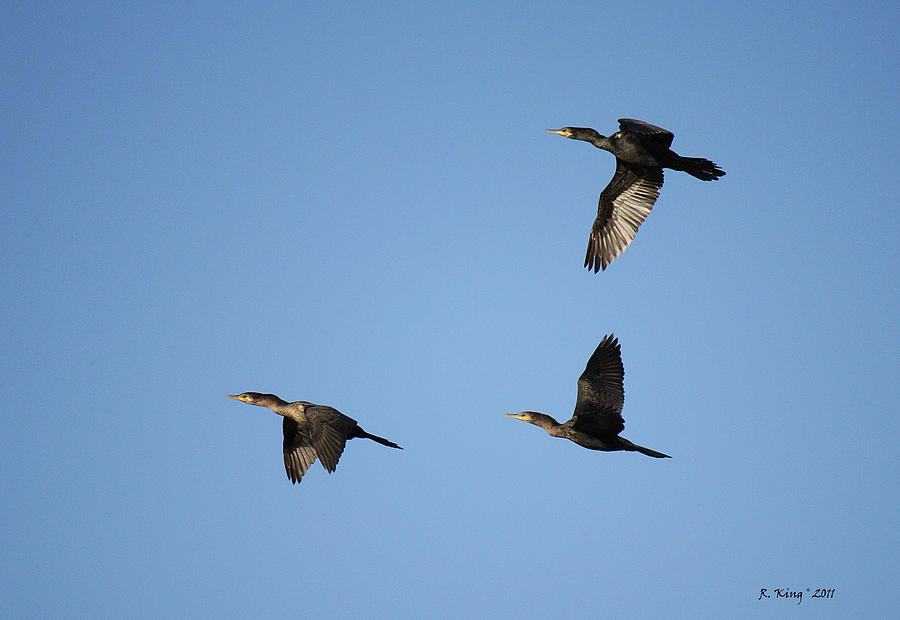 Feather Photograph - Double-crested Cormorant in Flight by Roena King