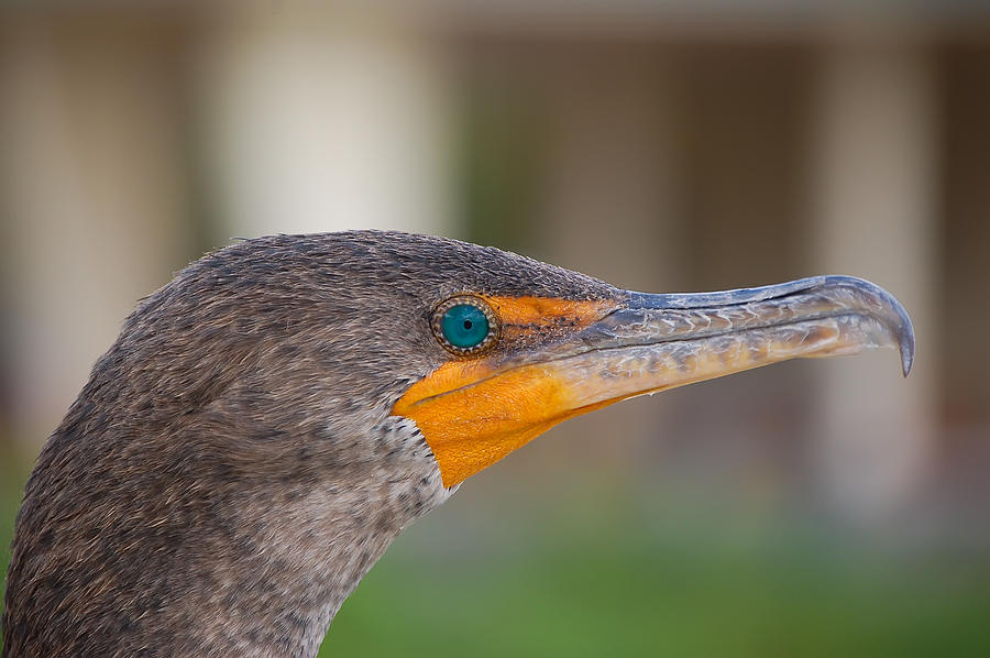 Miami Photograph - Double-Crested Cormorant by Richard Leighton