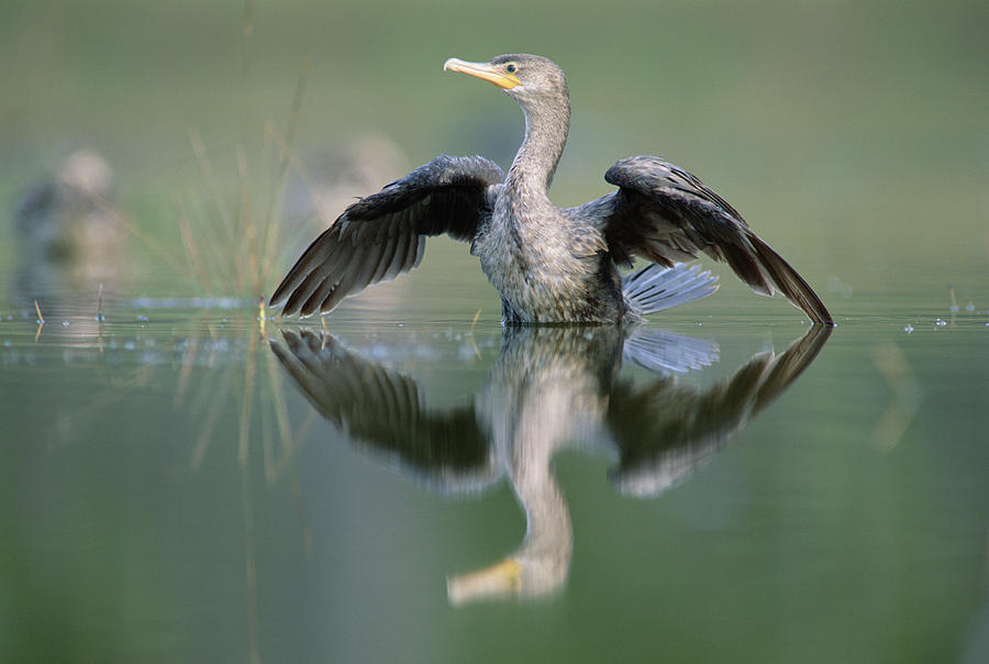 Double Crested Cormorant Stretching Photograph by Tim Fitzharris