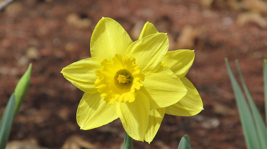 Double Daffodil Photograph by Loretta Pokorny
