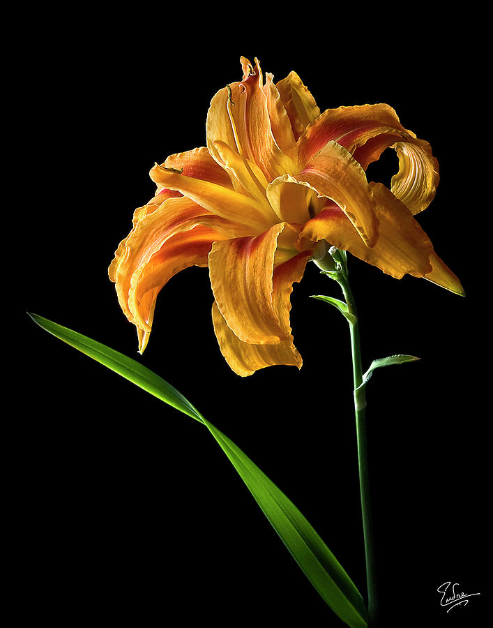 Double Day Lily Photograph by Endre Balogh