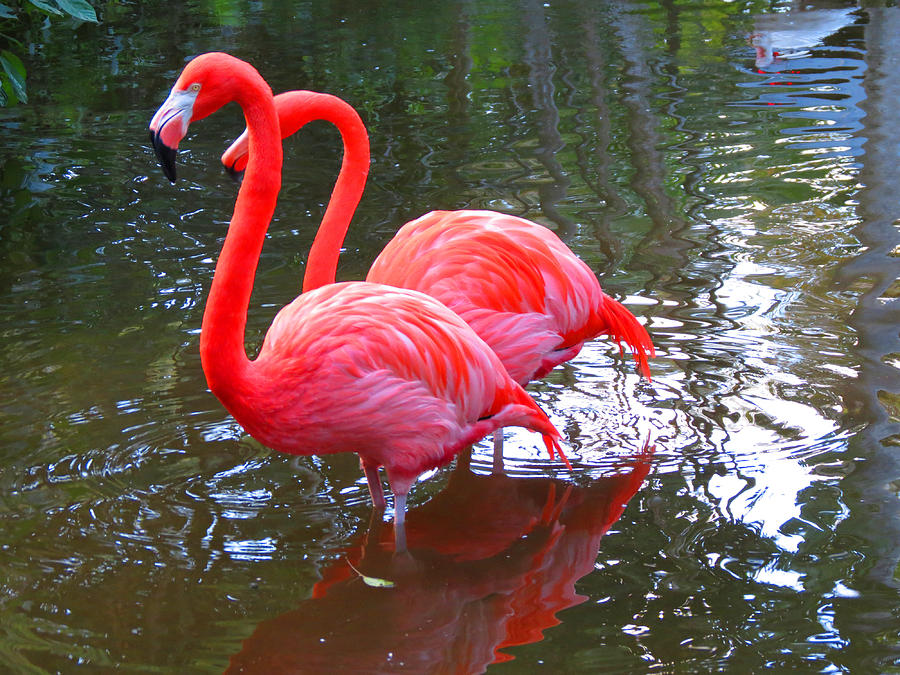 Double Flamingo Photograph by Vijay Sharon Govender
