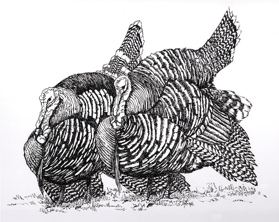 Double Gobble Drawing by Suzanne McKee