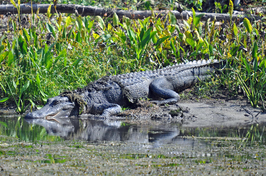 Alligator Photograph - Double Grinned by Teresa Blanton