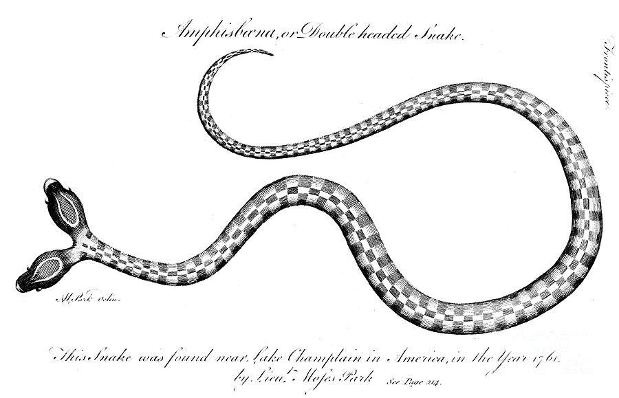 Double-headed Snake, 1764 Photograph by Granger.