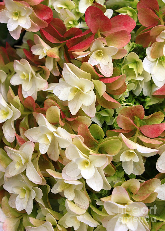 Double Hydrangeas Photograph By Carol Groenen Fine Art America