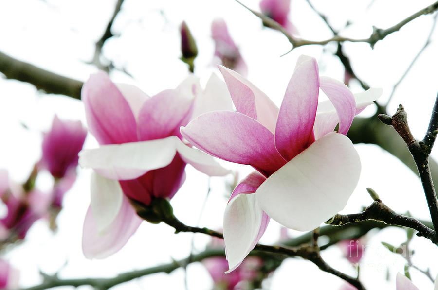 Double Magnolia Photograph by Andee Design