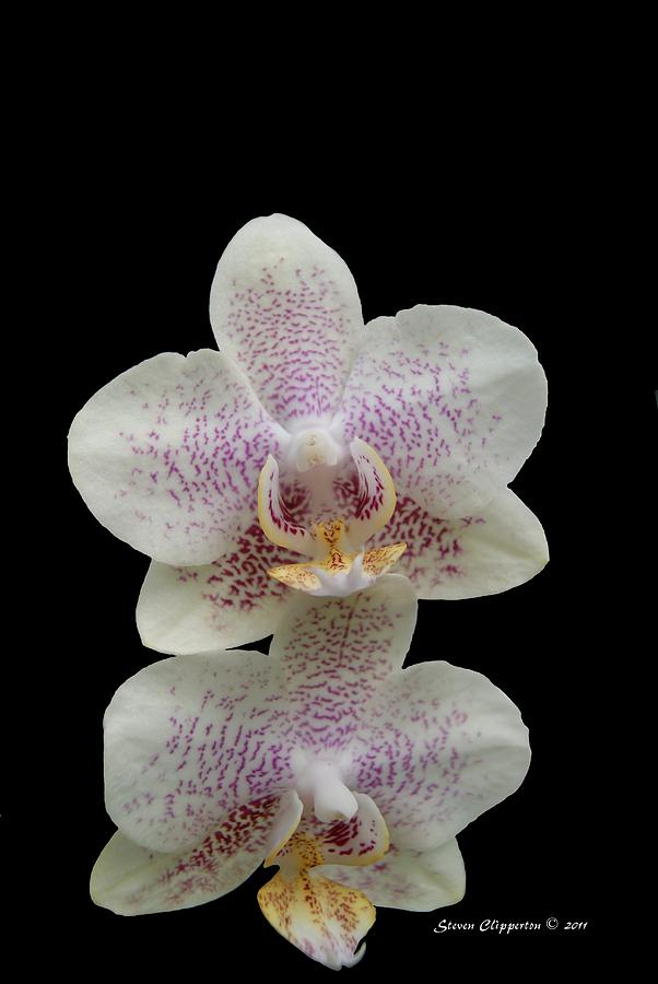Double Orchid 2 Photograph by Steven Clipperton