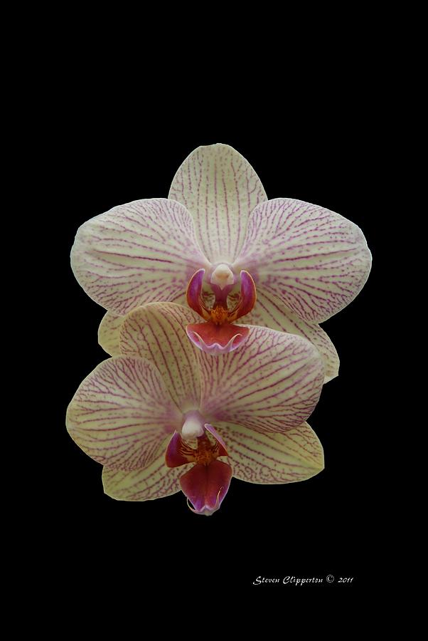 Double Orchids Photograph by Steven Clipperton