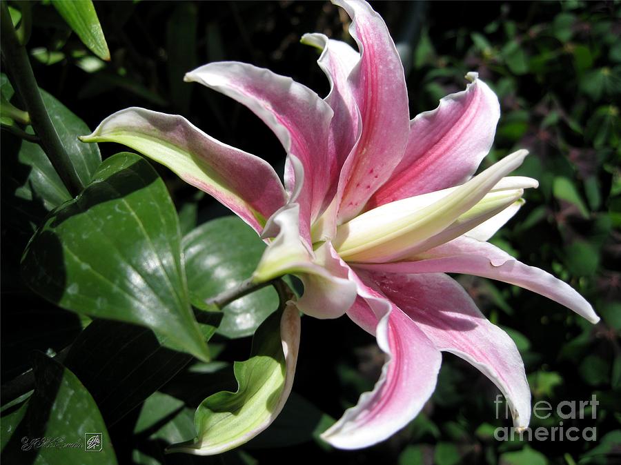 Lily Photograph - Double Oriental Lily named Distant Drum by J McCombie