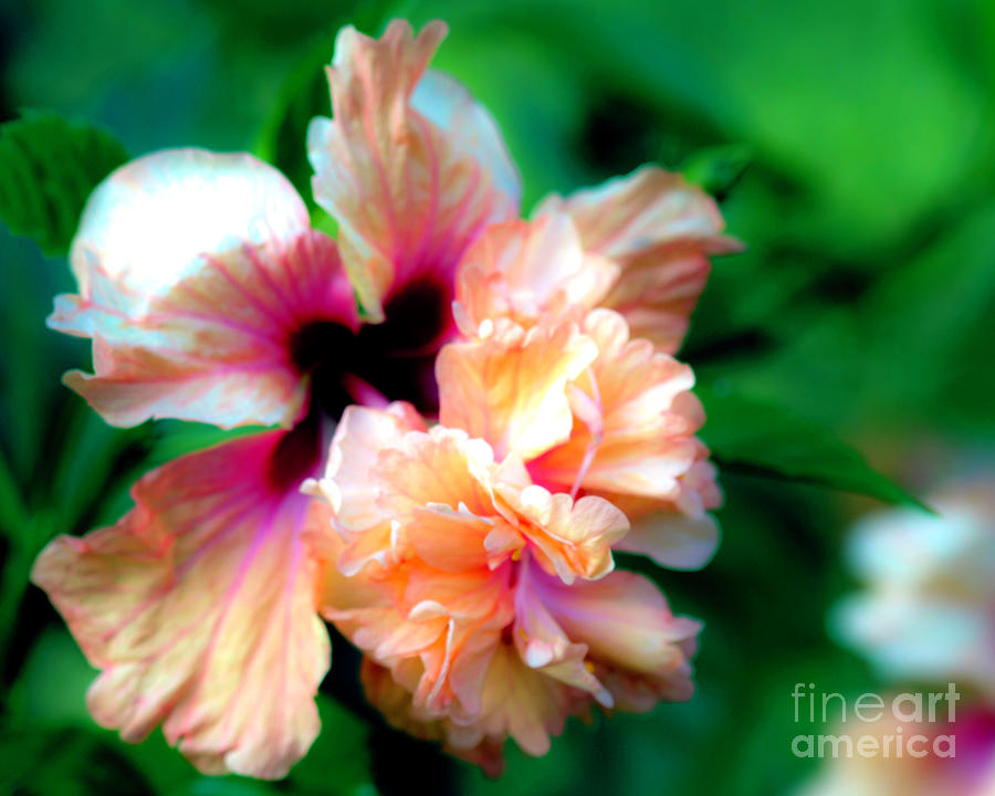 Double Peach Hibiscus five Photograph by Ken Frischkorn
