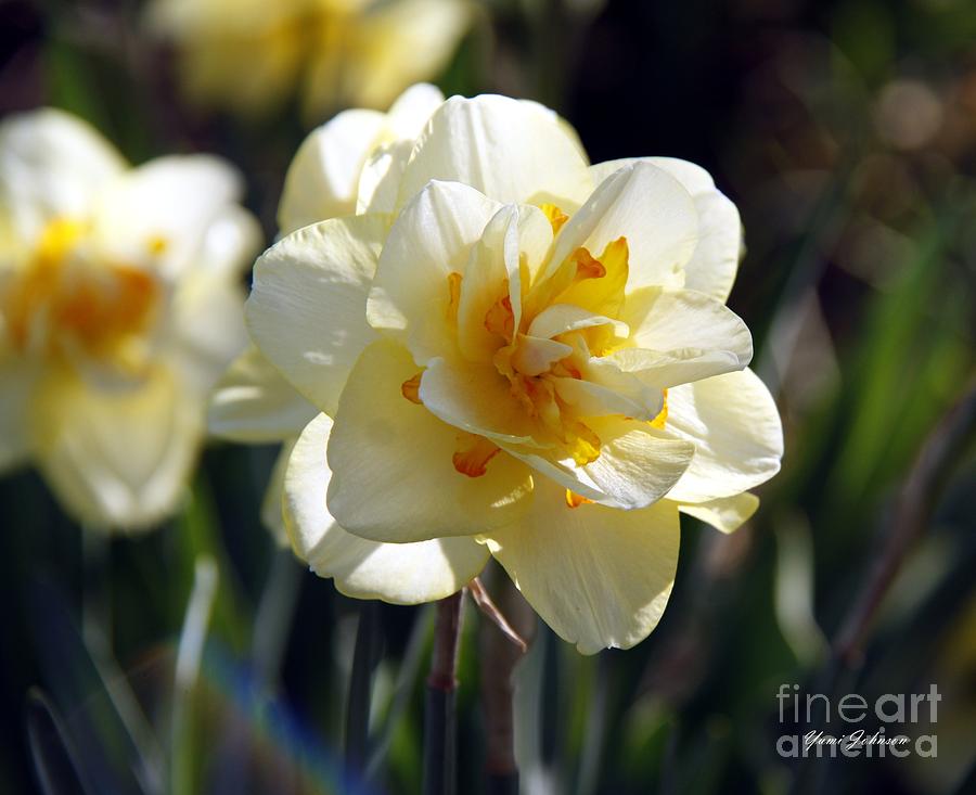 Double petals Daffodil Photograph by Yumi Johnson