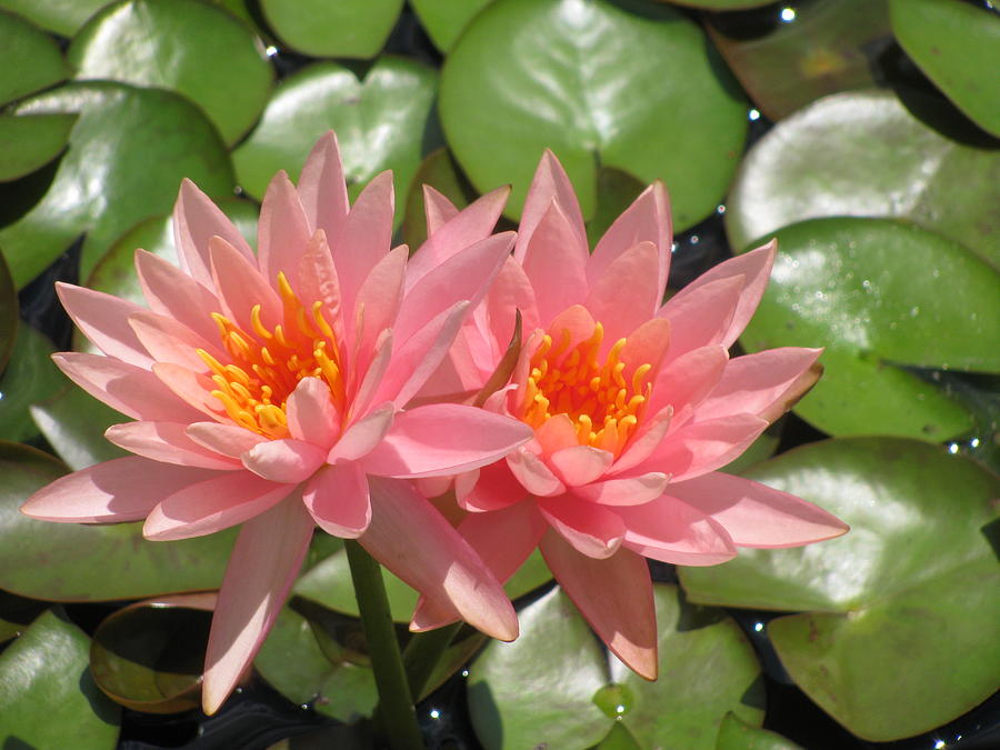 Double Pink Waterlilies Photograph by Alfred Ng