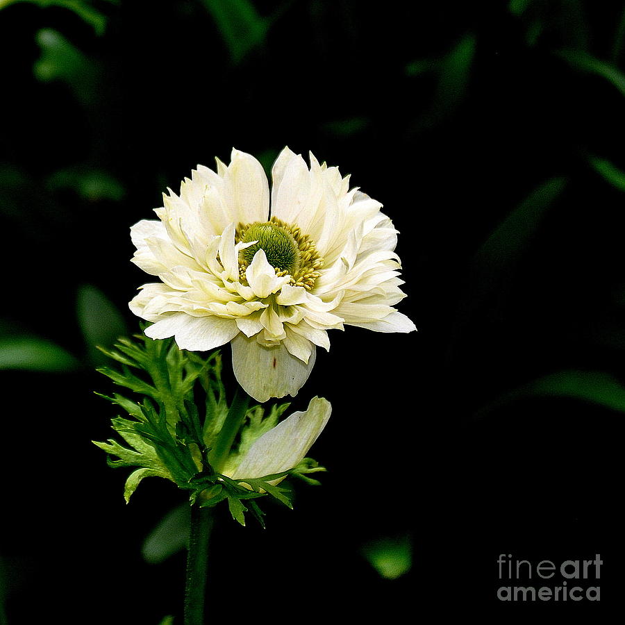 Double Poppy Anemone Photograph by Tatyana Searcy
