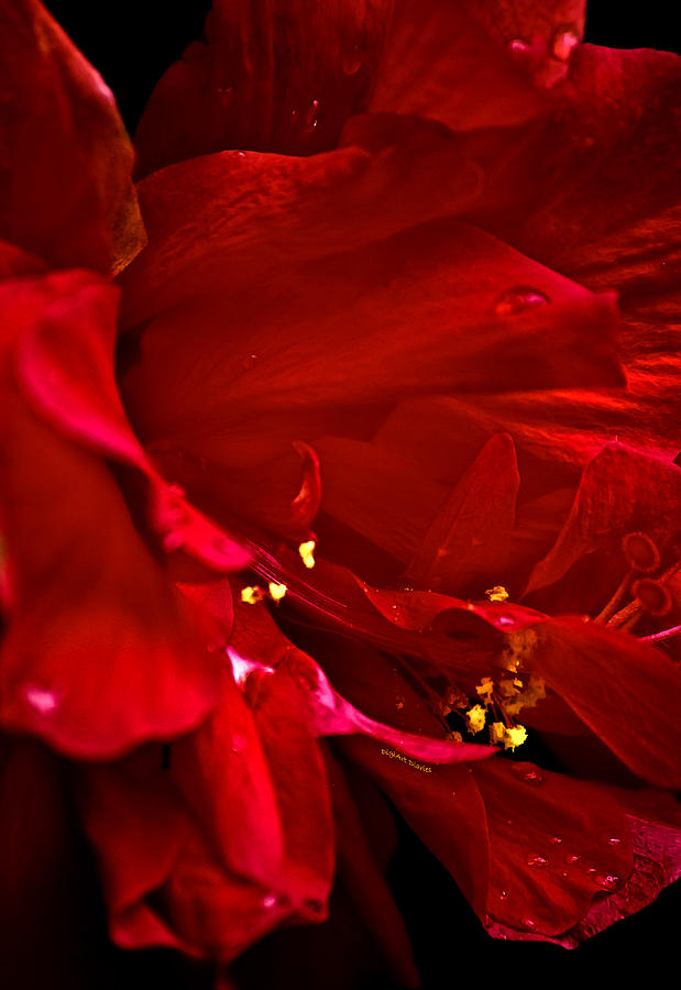Double Red Photograph by DigiArt Diaries by Vicky B Fuller