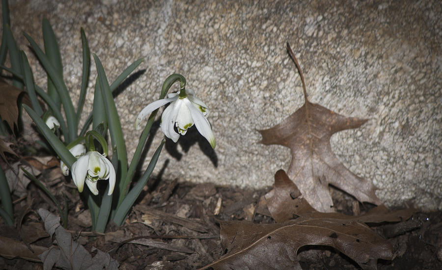 Winter Photograph - Double Snowdrops by Teresa Mucha