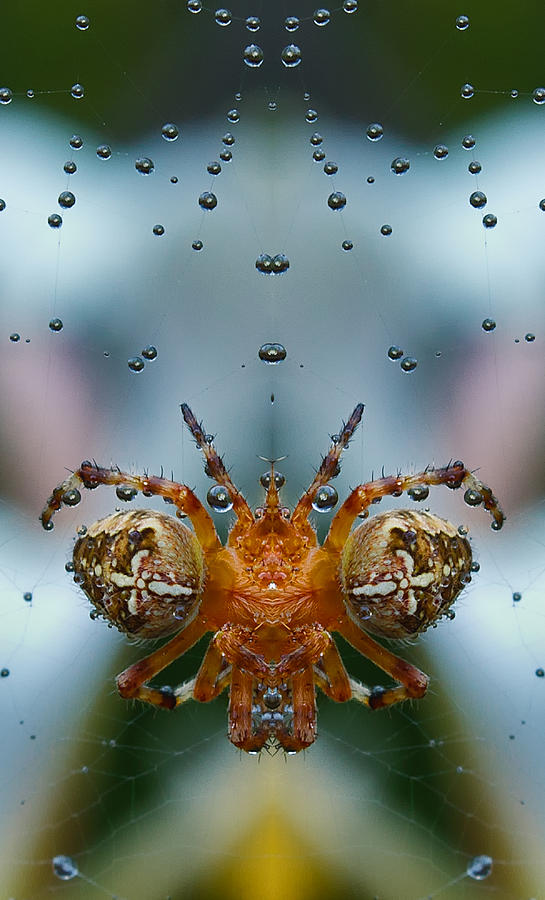 Double spider Photograph by Jean Noren